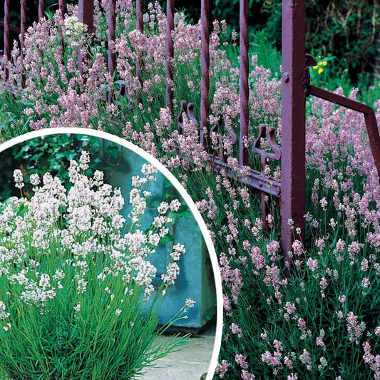 Wit en Roze Lavendel Collectie - Lavandula angustifolia alba, rosea - Tuinplanten