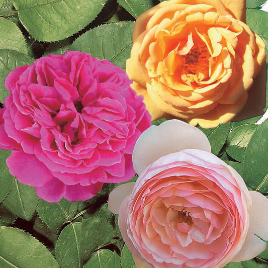Collectie Engelse rozen (Fish Ausgreen,Charlie,Her's Ausgreen) (x3) - Rosa(fish ausgreen,charlie ausgreen,her's ausgreen - Tuinplanten
