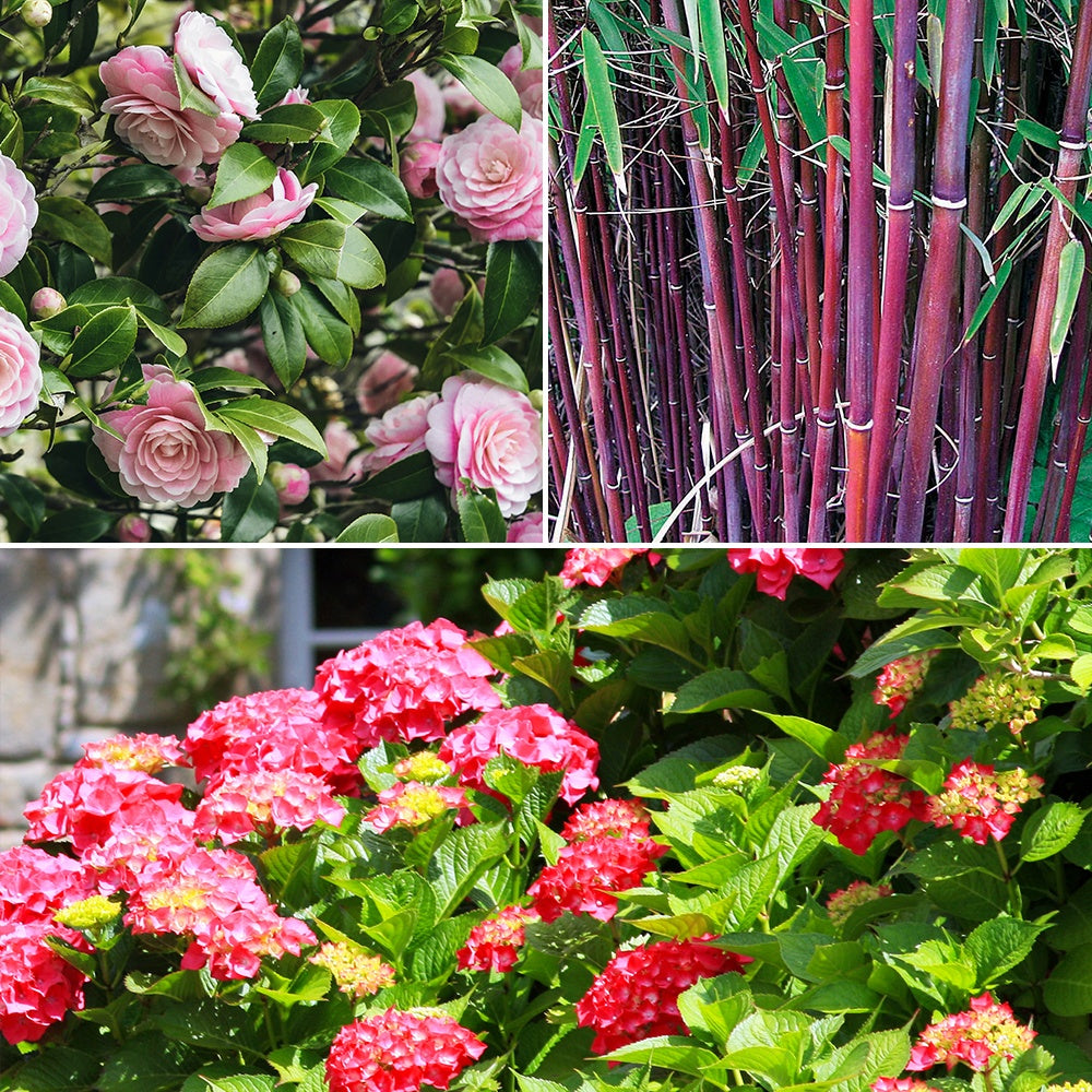 Boeren Boerenhortensia, Japanse roos, bamboe (x3) - Hydrangea macrophylla, camelia japonica, fargesia - Tuinplanten