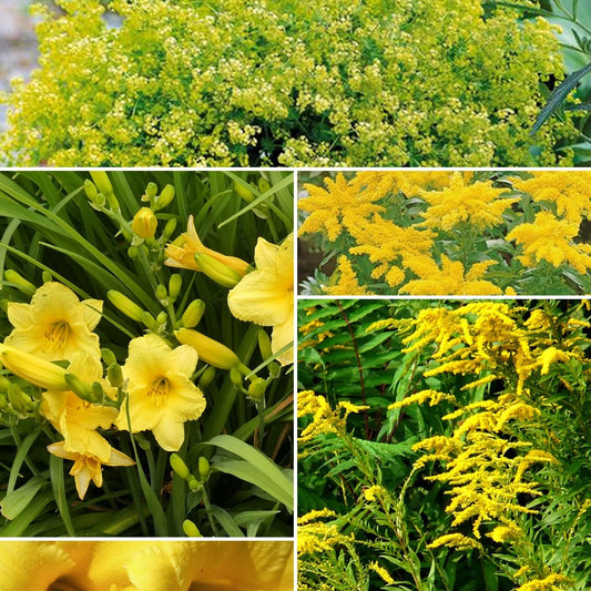 Vaste planten met gele bloemen Mix