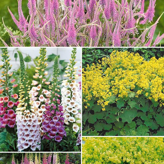 collectie vaste planten voor halfschaduw - Veronicastrum virginicum, digitalis purpurea, alchemilla mollis - Tuinplanten