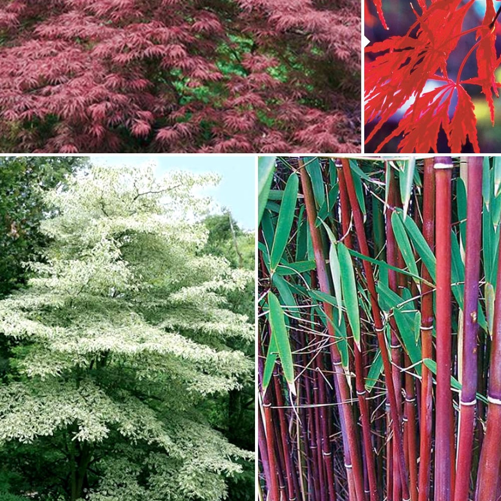 Bamboe, Reuzenkornoelje, Japanse esdoorn (x3) - Fargesia scabrida, cornus controversa, acer palmat - Tuinplanten