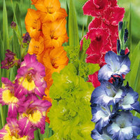 x Gladiolen Collectie - Gladiolus 'nori', 'green star', 'manteca', after s - Bloembollen