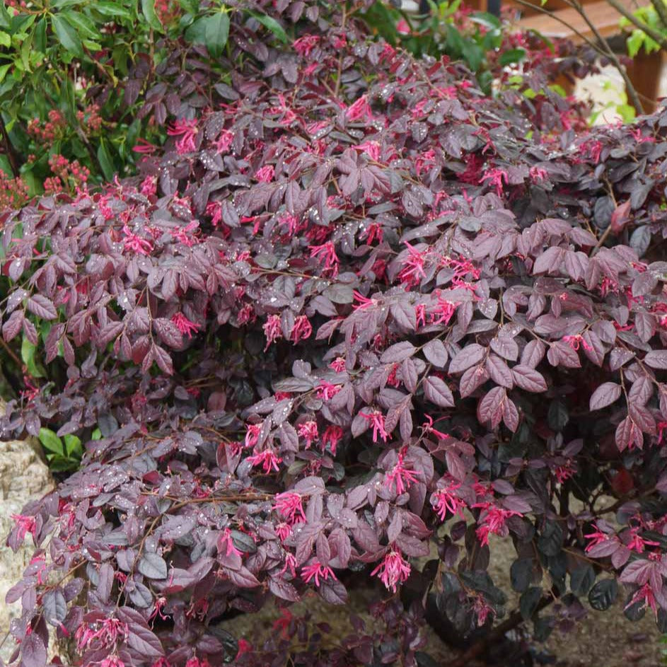 Balkon- en terrasplanten - Heksenstruik Black Pearl - Loropetalum chinense Black Pearl