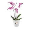 Elho Bloempot orchidee - Bakker