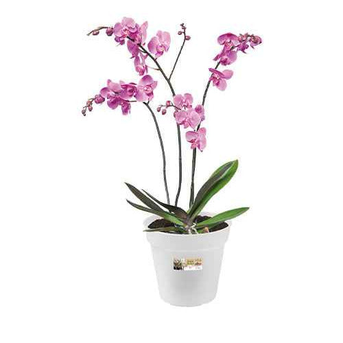 Elho Bloempot orchidee - Bakker