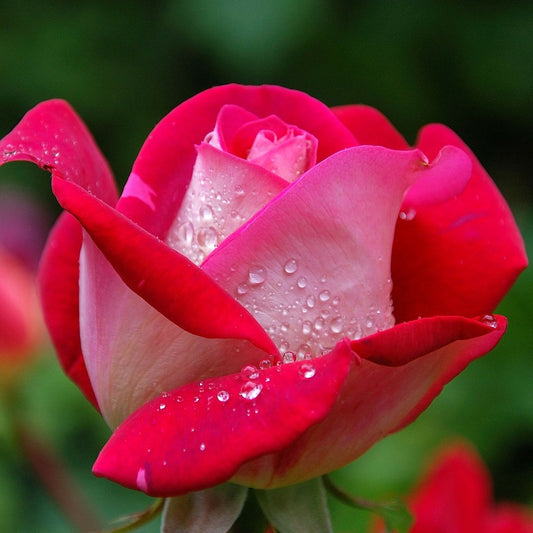 Roos 'Osiria' - Bakker