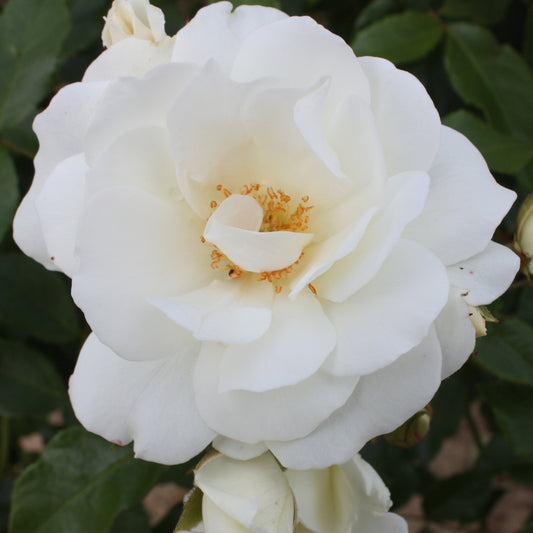 Roos 'Iceberg' - Bakker