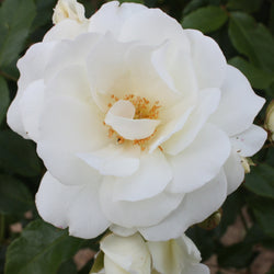 Roos 'Iceberg' - Bakker