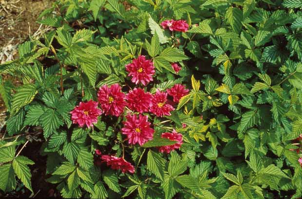 Hertshooi, Spierstruik, Bonte liguster, Blauwbaard - Hypericum, spiraea, ligustrum aureum, caryopteris, - Type plant