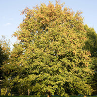 Haagbeuk - Carpinus betulus - Tuinplanten