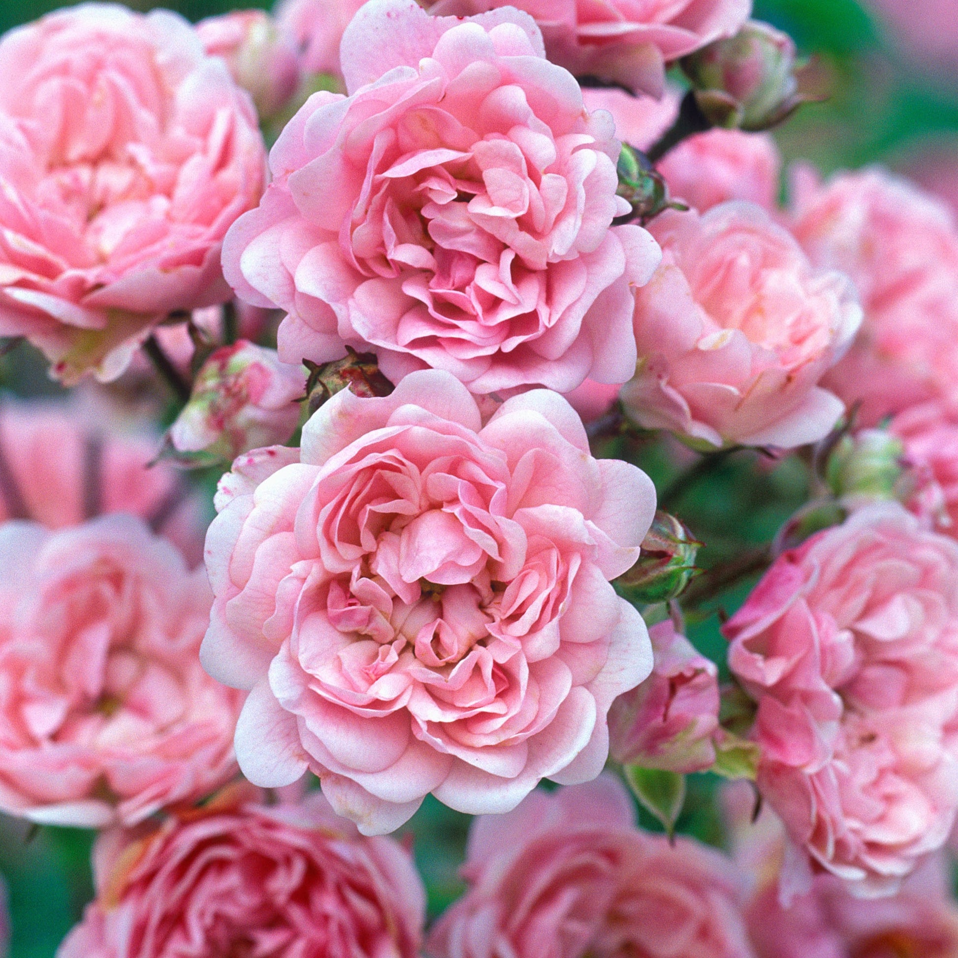 Bodembedekkende roos 'The Fairy'® - Rosa polyantha 'the fairy' - Bodembedekkende rozen