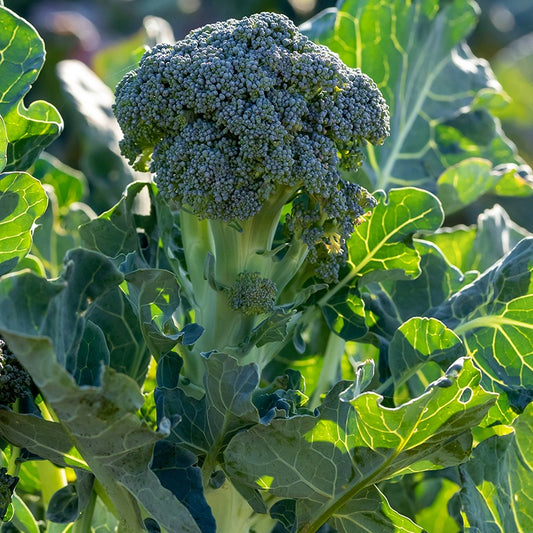 Broccoli Atlantis F - Brassica oleracea atlantis f1 - Moestuin