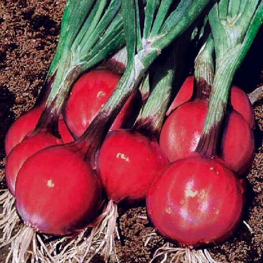 Rode ui 'Apache' - Bakker