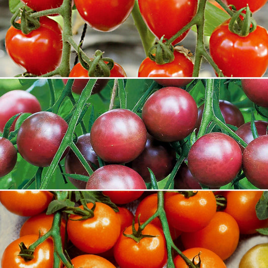 Collectie cherry tomaten
