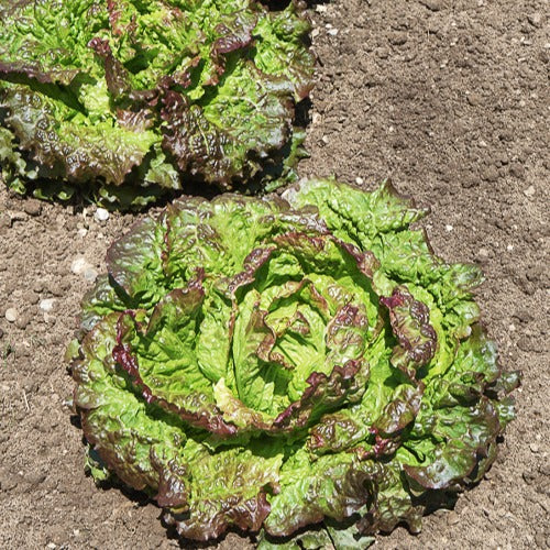 Rode ijsbergsla 'Rouge Grenobloise' - Lactuca sativa capitata rouge grenobloise - Bakker