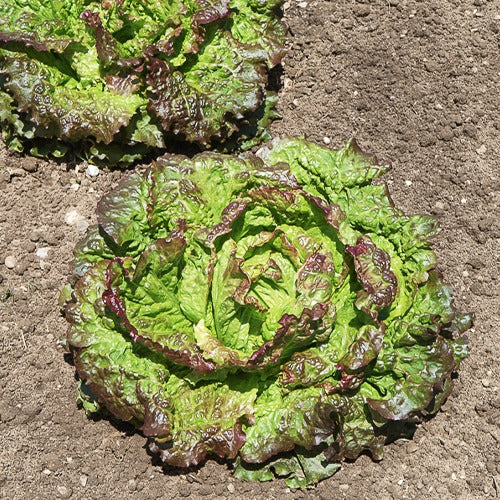 Batavia sla Mix 'Blonde de Paris' + 'Rouge Grenoble' + 'Doré de Printemps' - Lactuca sativa Blonde de Paris, Rouge grenobloise, Dorée de printemps - Groentezaden