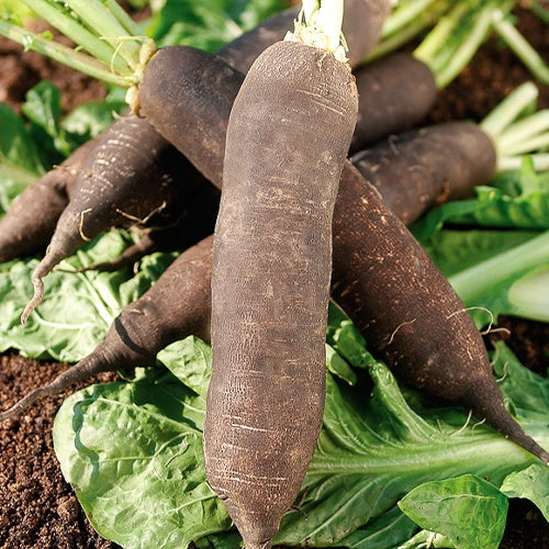 Rammenas 'Lange Zwarte Winter' - Raphanus sativus noir gros long d'hiver de paris - Moestuin