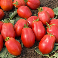 Roma tomaat VF - Solanum lycopersicum roma vf - Moestuin