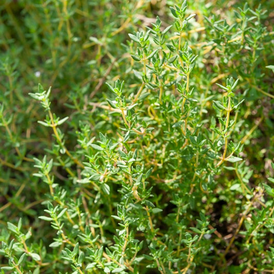 Echte tijm zaden - Bakker