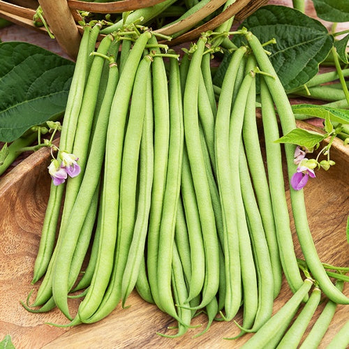 Sperzieboon 'Deninel' - Phaseolus vulgaris Delinel - Bakker