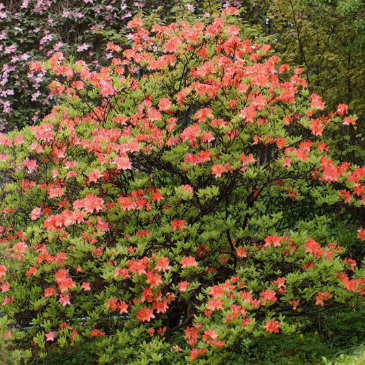 Azalea - roodoranje - Bakker