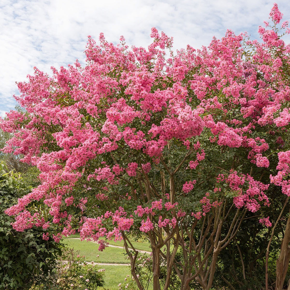 Lagerstroemia indica Turenne - Indische sering - roze - Heesters