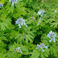 Helmbloem 'Blue Line' - Corydalis x blue line ® ‘couriblue’ - Bakker