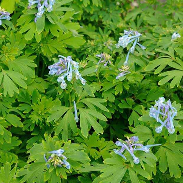 Helmbloem 'Blue Line' - Corydalis x blue line ® ‘couriblue’ - Tuinplanten