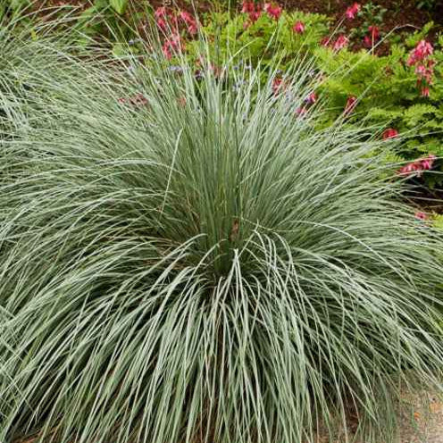 Sierhaver (x2) - Helictotrichon sempervirens - Bakker