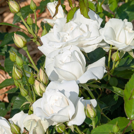Stamroos 'Korbin'