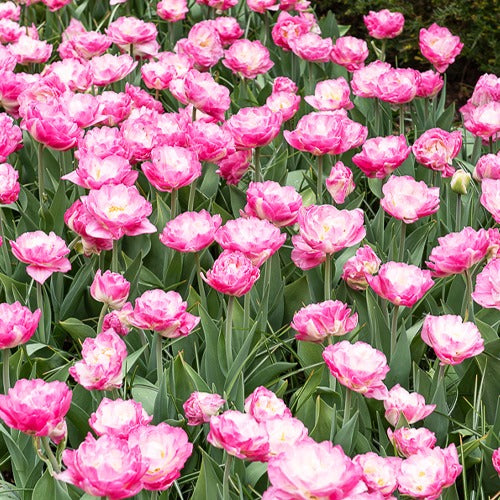 Dubbelbloemige tulp - roze - Tulipa pink size - Bloembollen