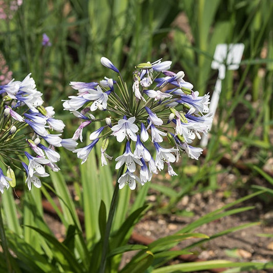 Afrikaanse lelie 'Twister' - Agapanthus Twister - Heesters en vaste planten