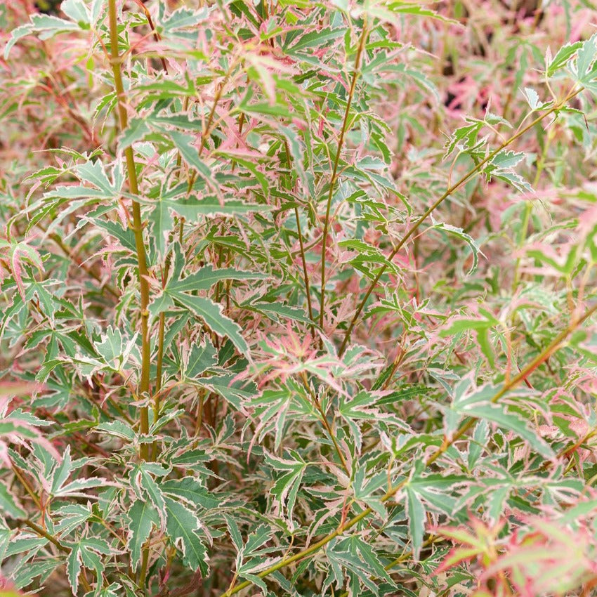 Japanse esdoorn 'Taylor' - Acer palmatum taylor - Tuinplanten