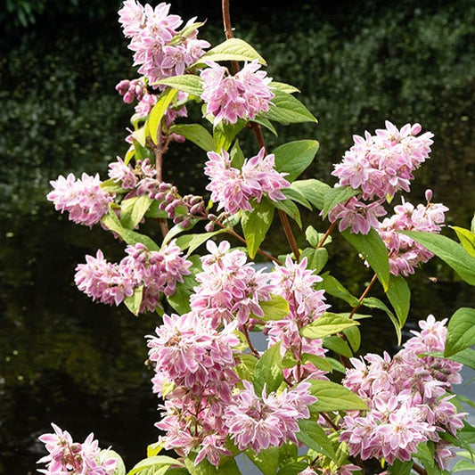Bruidsbloem 'Strawberry Field' - Bakker