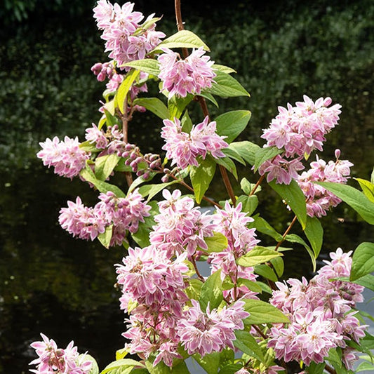 Bruidsbloem 'Strawberry Field' - Deutzia strawberry field - Heesters en vaste planten