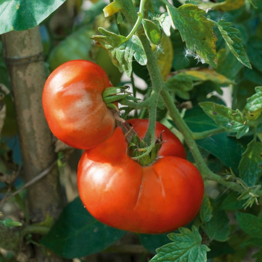 Tomaatplanten 'Marmande' - Bakker