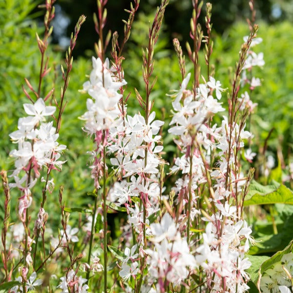 Prachtkaars 'Whirling Butterflies' - Gaura lindheimeri Whirling Butterflies - Bakker