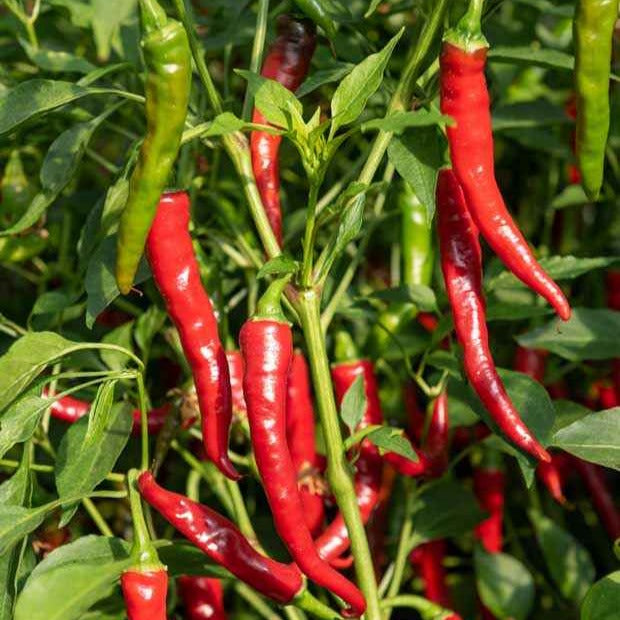 Capsicum frutescens - Struikpeper