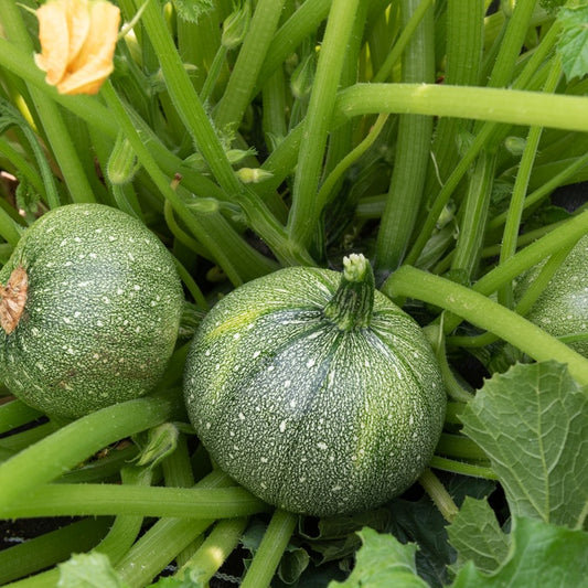 Courgette 'Ronde van Nice' - Bakker