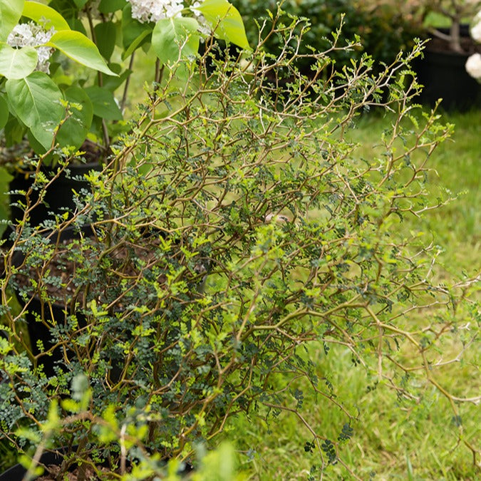 Dwerg Honingboom Little Baby - Sophora prostrata little baby - Terras- en balkonplanten