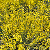 Brem 'Allgold' - Cytisus praecox allgold - Tuinplanten