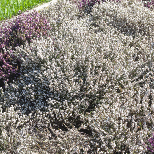 Winterheide 'Snow Queen' - Erica carnea snow queen - Tuinplanten