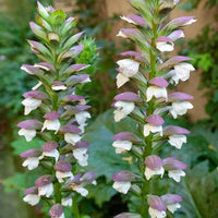 Berenklauw - Acanthus mollis - Bakker
