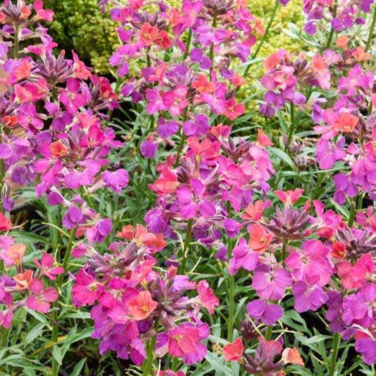 Muurbloem ‘Constant Cheer’ - Erysimum constant cheer - Tuinplanten