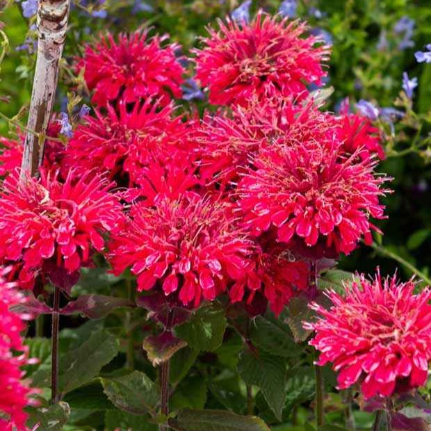 Bergamotplant 'Bee Happy' - Monarda bee happy - Tuinplanten