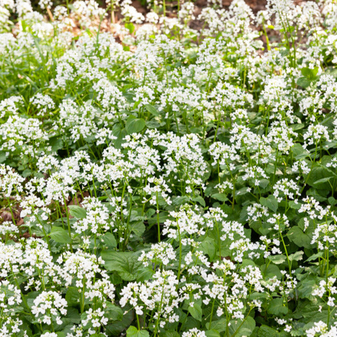 Kaukasische look zonder look - Pachyphragma macrophyllum - Tuinplanten