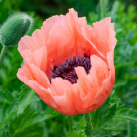 Oosterse klaproos 'Patty's Plum' - Papaver orientale Patty's Plum - Bakker