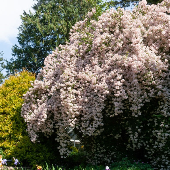 Koninginnestruik - Kolkwitzia amabilis Pink Cloud - Terras- en balkonplanten