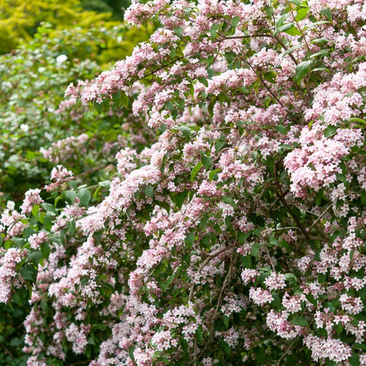 Koninginnestruik - Kolkwitzia amabilis Pink Cloud